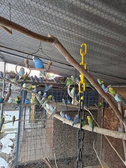 Papagájec Vlnkovaný - Andulka vlnkovaná