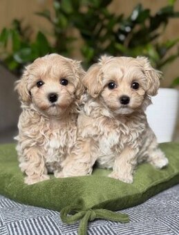 Rozkošné šteniatka Maltipoo k dispozícii na adopciu