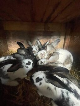 V ponuke králičie mäso