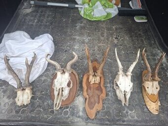 Parozie, zhody trofeje,dekoracia,