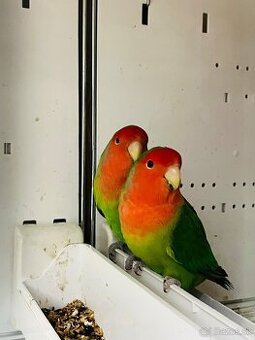 Agapornis Roseicollis