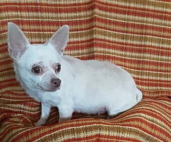 Dospelá fenka čivava