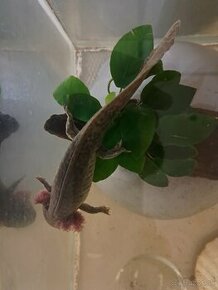Axolotl Mexicky - 1