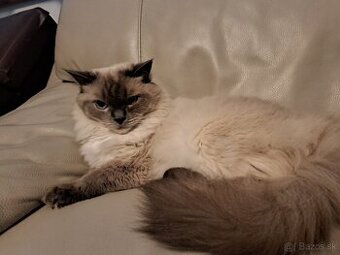+++RAGDOLL+++