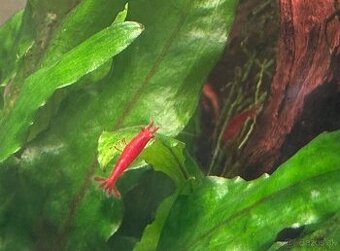 Krevety neocaridina
