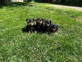 Yorkshire terrier , York, Jorkšír,Yorkshir