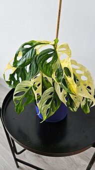 Monstera adansonii veriegata - izbova rastlina