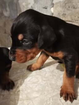 Doberman