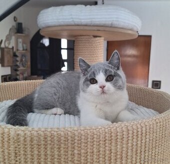 Britská bicolor mačička s PP už k odberu