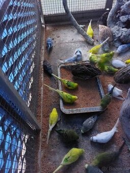 Andulky (Lutino,straky,duhove,zelene-rozne farby