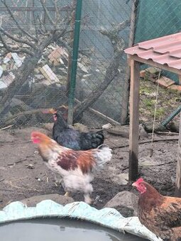 Predám brahman kohúty