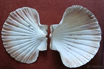 Predám mušlu -hrebenatku