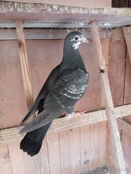 Holuby poštové - predaj