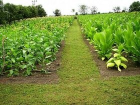 Tabakové semená, priesady , planty, - 1