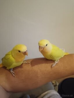 agapornis ruzovohrdly orange opalin rucne dokrmene