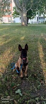Belgický ovčiak malinois