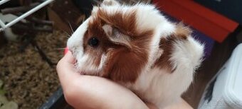Morciatka