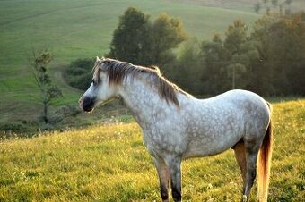 Zrebec pre sezonu 2026, pony