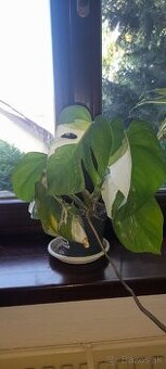 Panašovaná monstera  deliciosa albo 7 listov