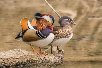 Kačica mandarínska