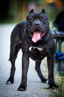 American Bully XL krytie