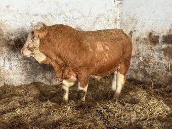 Plemenné býky Mäsový simentál