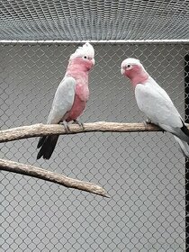Kakadu ružový