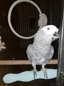 Papagag Žako-sivy