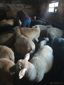Predam stádo oviec