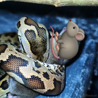 Pyton tmavý—(Python bivittatus)