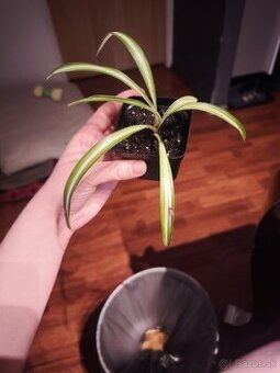 Zeleneč spider Plant