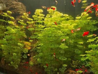Limnophila sesiliflora