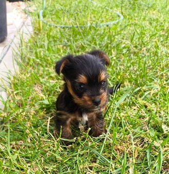 Mini Yorkshire terrier