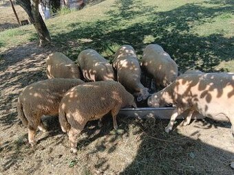 Predám ročného barana a dve jahnata