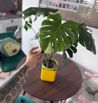 Monstera - 1