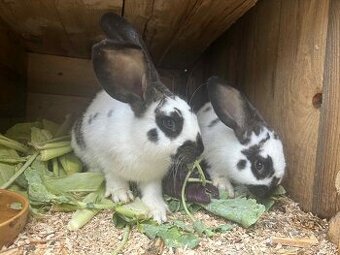 Predam kraliky na chov alebo mäso