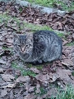Darujem mačiatko kocúrika