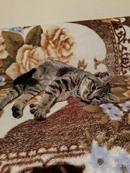 Darujem mačiatko kocúrika