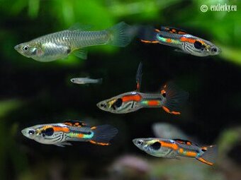 Predám Endlerky - rôzne farby