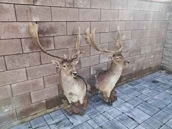 Trofeje, trofej, parozie, parohy