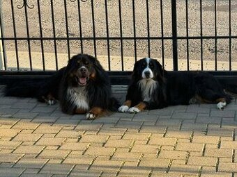 Bernsky salašnicky pes šteniatka