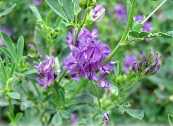 Osivo lucerna, lucerka