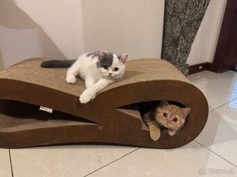 Najpritulnejšie britské mačiatka s PP