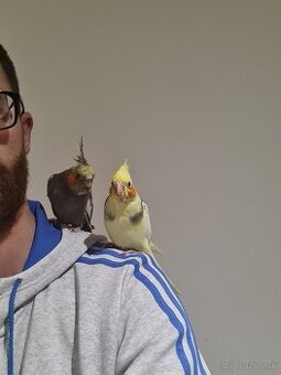 Rucne dokrmene vystavne korely - 1