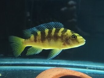 Pseudotropheus crabro