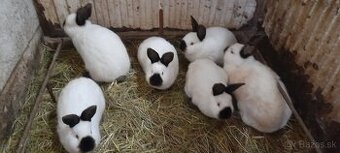 Kalifornský králik