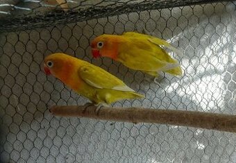 Agapornisy škraboškové