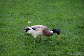 Indický bežec strieborný - káčer