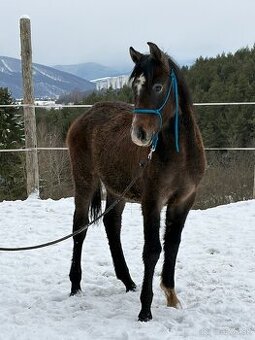 Shagya arab - ShagyaXXXIII-1 (Amon by Amare)