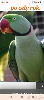 Alexander Veľký ručne dokrmene 2026